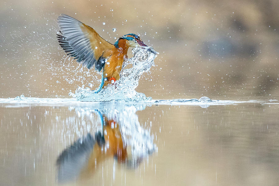 Common Kingfisher, Italy Digital Art by Alessandro La Porta