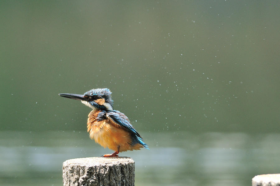 Common Kingfisher Photograph by Myu-myu