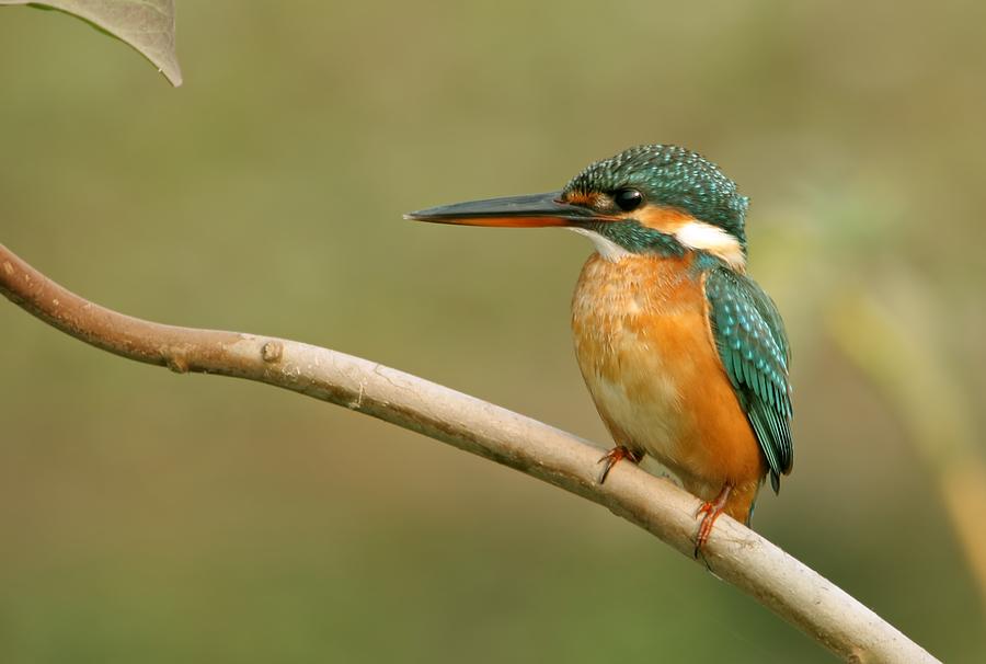 Common Kingfisher Photograph by Rupal Vaidya
