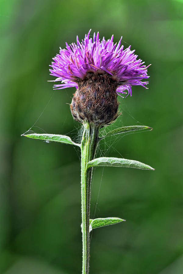 Common Knapweed 1 Photograph by Steev Stamford