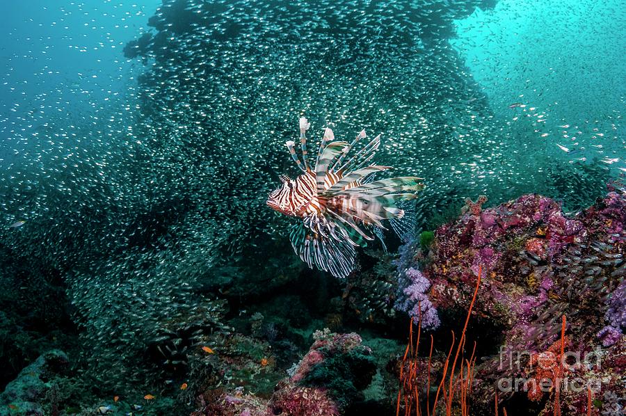 Wildlife Photograph - Common Lionfish On Reef by Georgette Douwma/science Photo Library