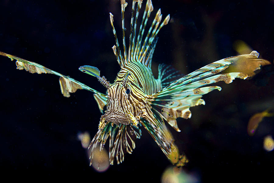 Common Lionfish Pterois Miles, Front Photograph by Bruce Shafer