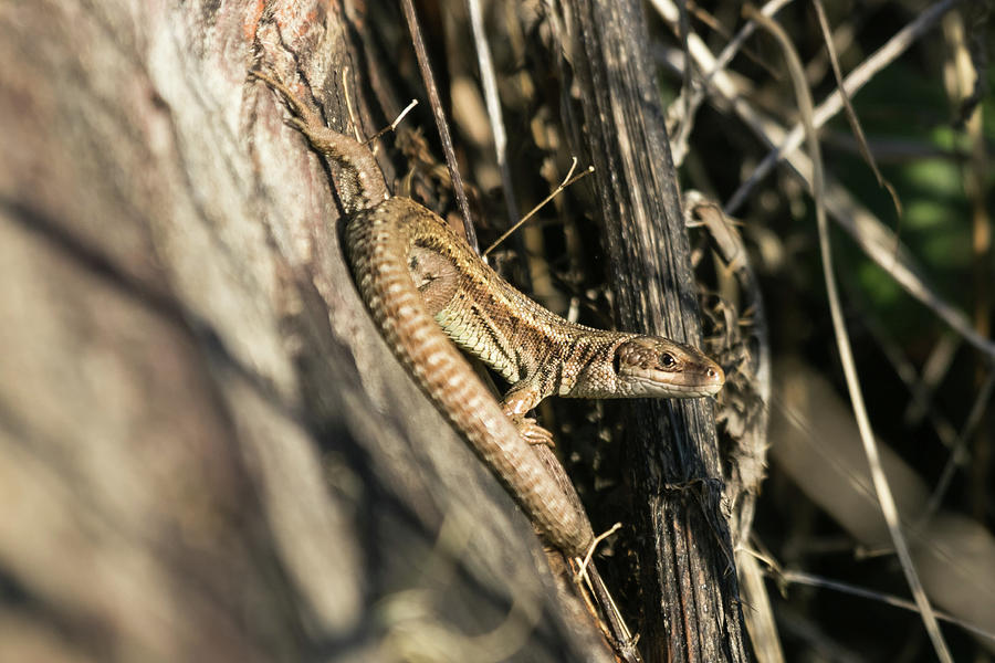 Common Lizard Photograph by Wendy Cooper