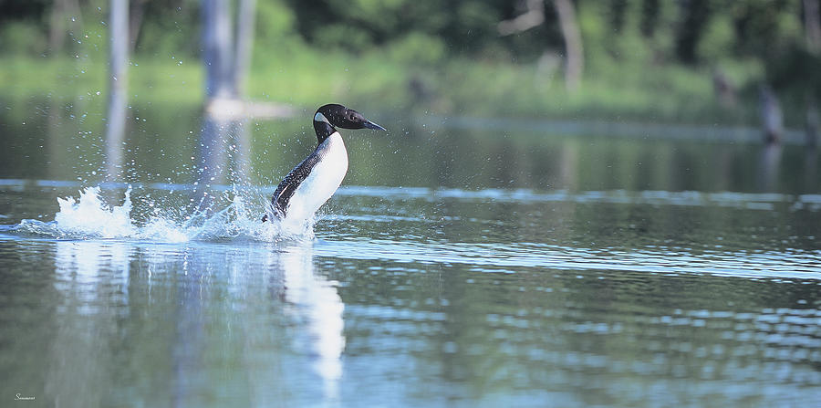 Common Loon 1 Photograph by Gordon Semmens