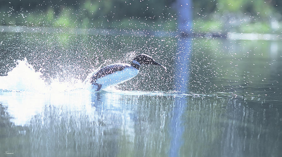 Common Loon 2 Photograph by Gordon Semmens