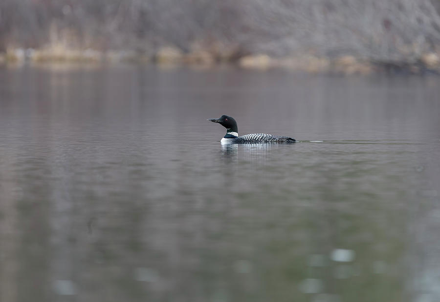 Common Loon 2019-1 Photograph by Thomas Young