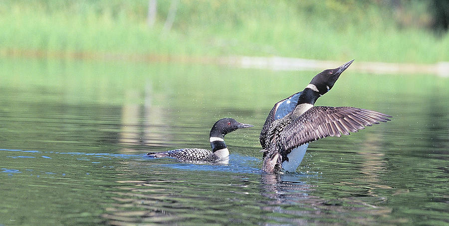 Common Loon 3 Photograph by Gordon Semmens