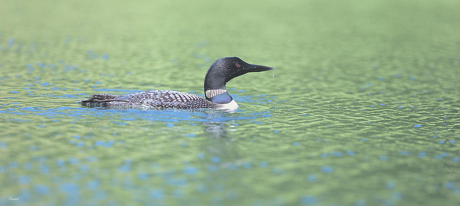 Loon Photograph - Common Loon 4 by Gordon Semmens