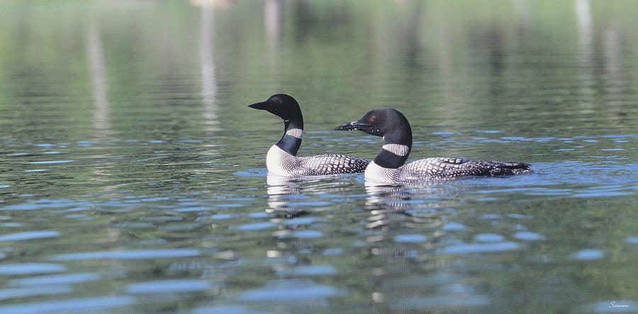 Common Loon 5 Photograph by Gordon Semmens