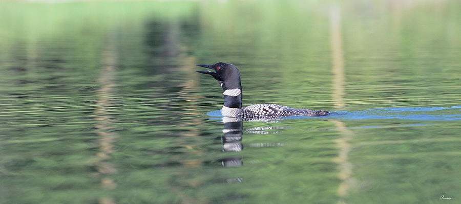 Loon Photograph - Common Loon 6 by Gordon Semmens