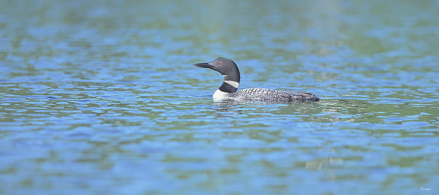 Common Loon 7 Photograph by Gordon Semmens