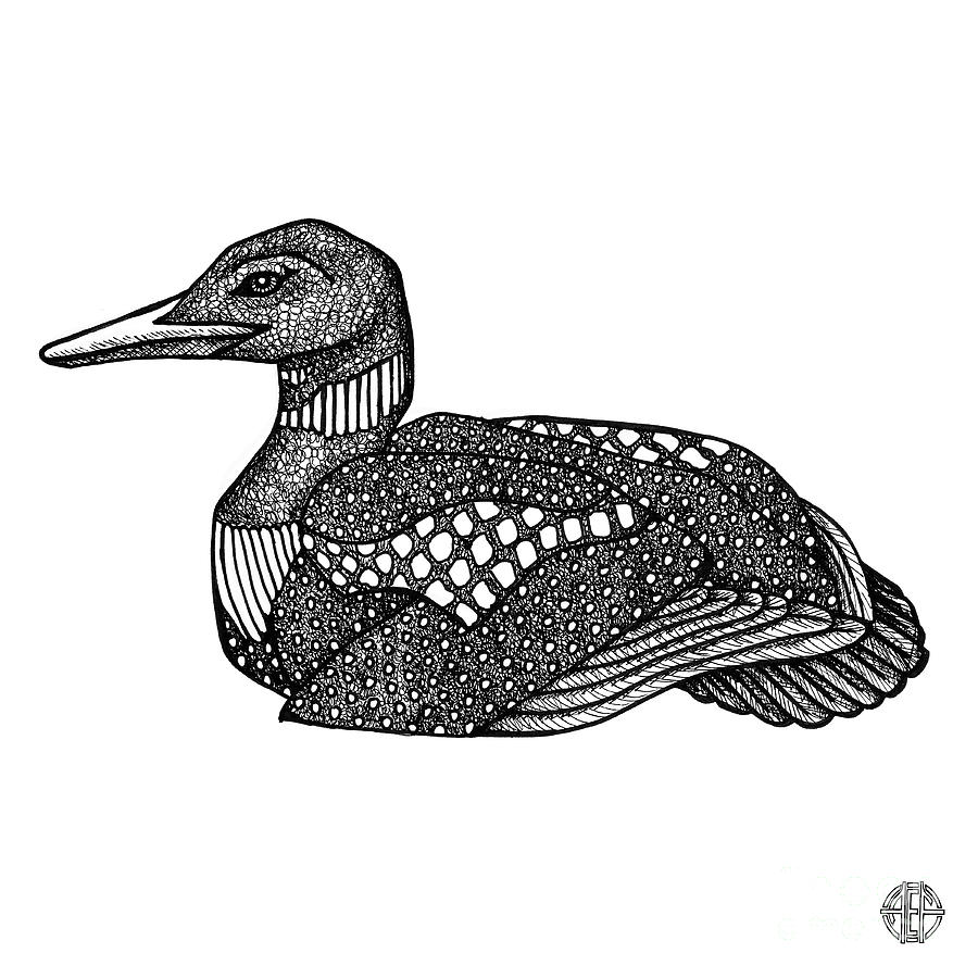 Common Loon Drawing by Amy E Fraser