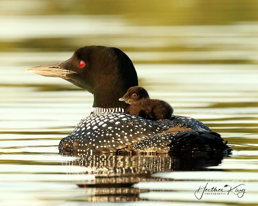 Common loon and her chick Photograph by Heather King