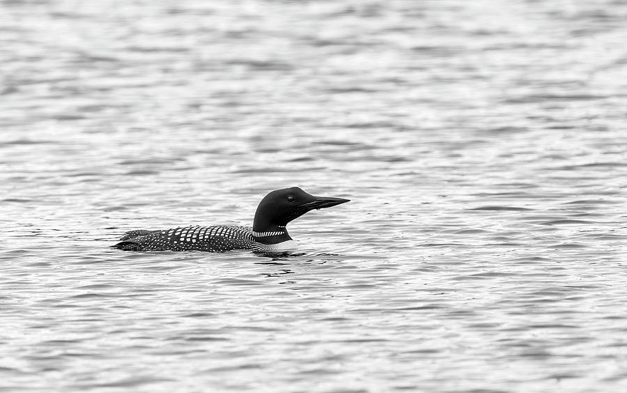 Loon Photograph - Common Loon BnW 2019-1 by Thomas Young
