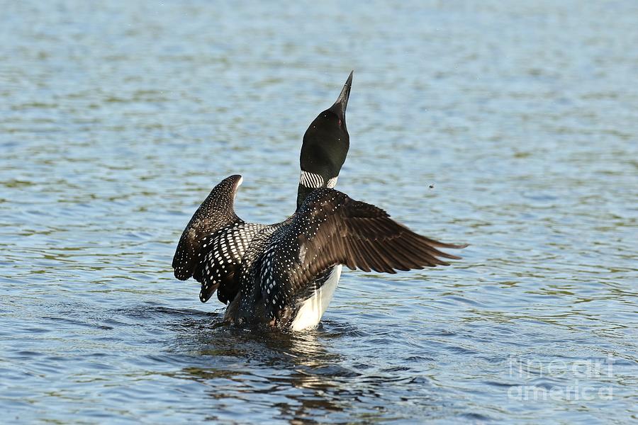 Common Loon Breaching Photograph