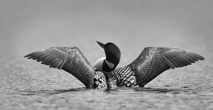 Loon Photograph - Common Loon In Black And White by Jim Cumming