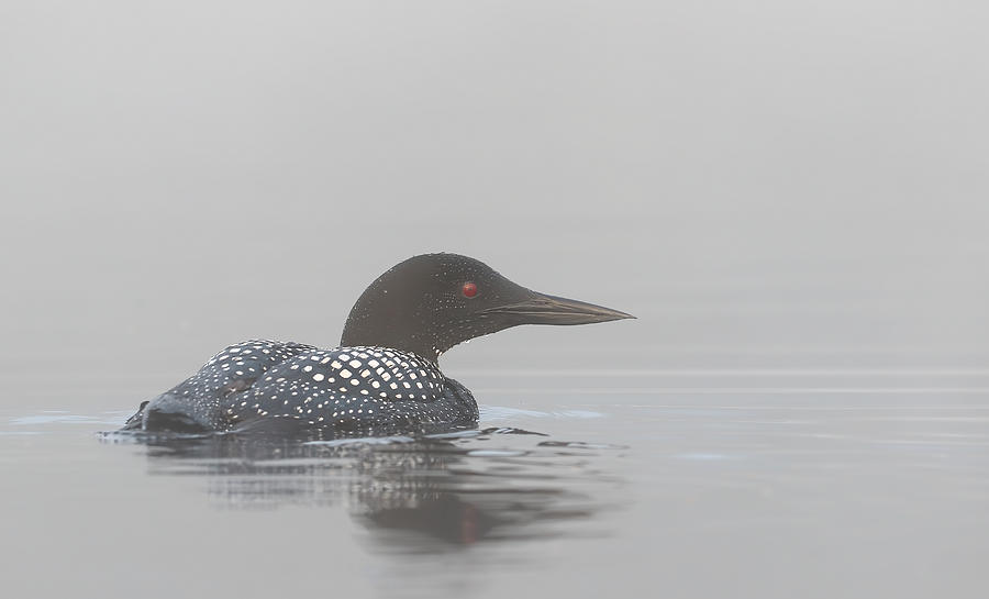 Loon Photograph - Common Loon In Early Morning Fog by Jim Cumming