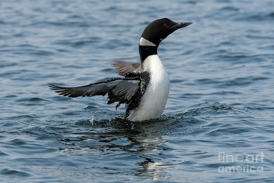 Common Loon by Jesse MacDonald Common Loon by Jesse MacDonald