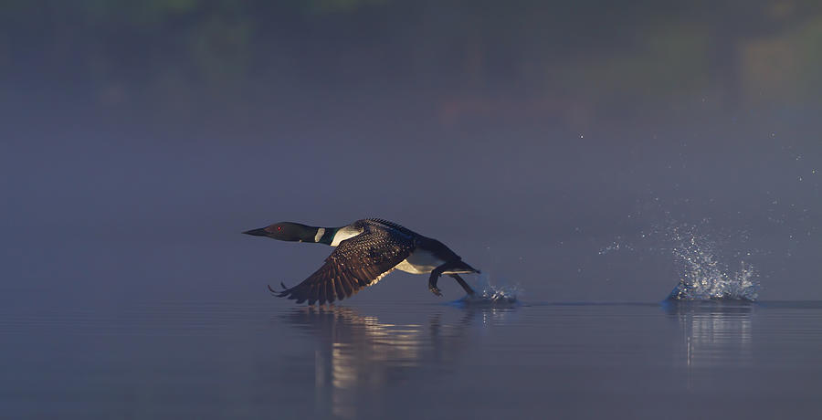 Loon Photograph - Common Loon Skip by Jim Cumming