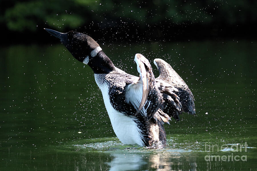 Common Loon Stretching Photograph by Sandra Huston