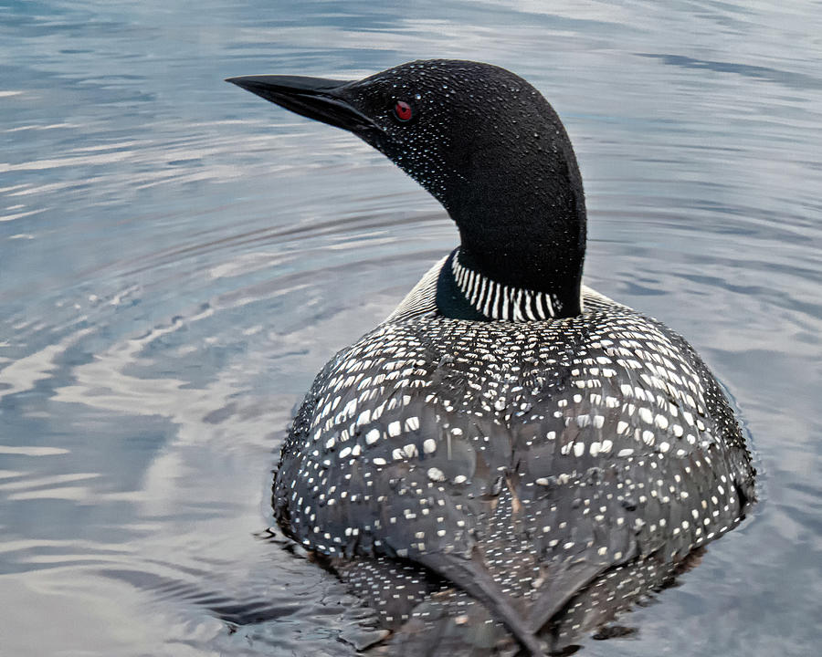 Common Loon Photograph by Tom Gort