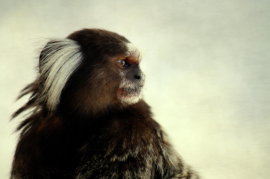 Common Marmoset Monkey Photograph by Atul Tater