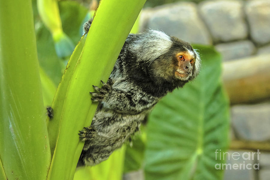 Common marmoset Monkey Photograph by Benny Marty