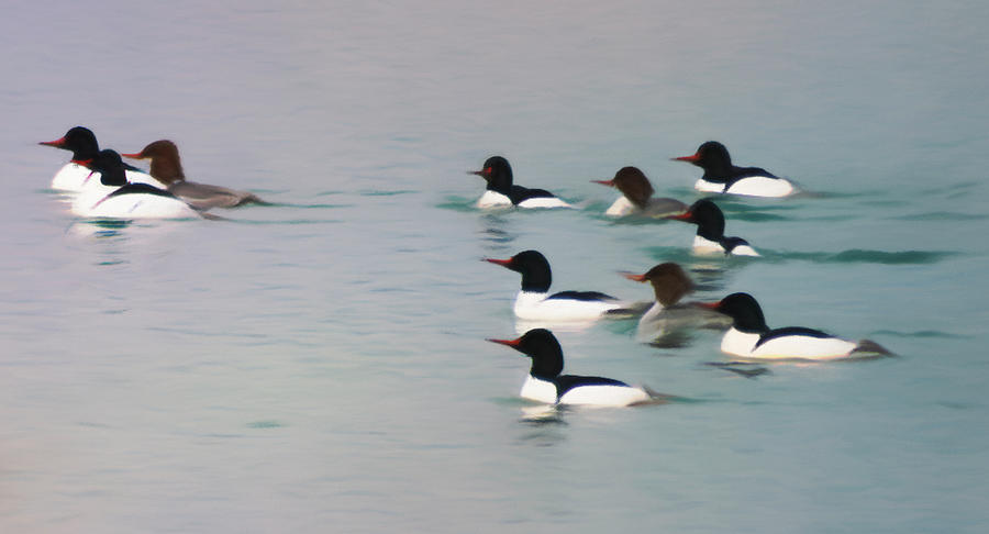 Common Merganser - Birds Of A Feather Digital Art by Leslie Montgomery