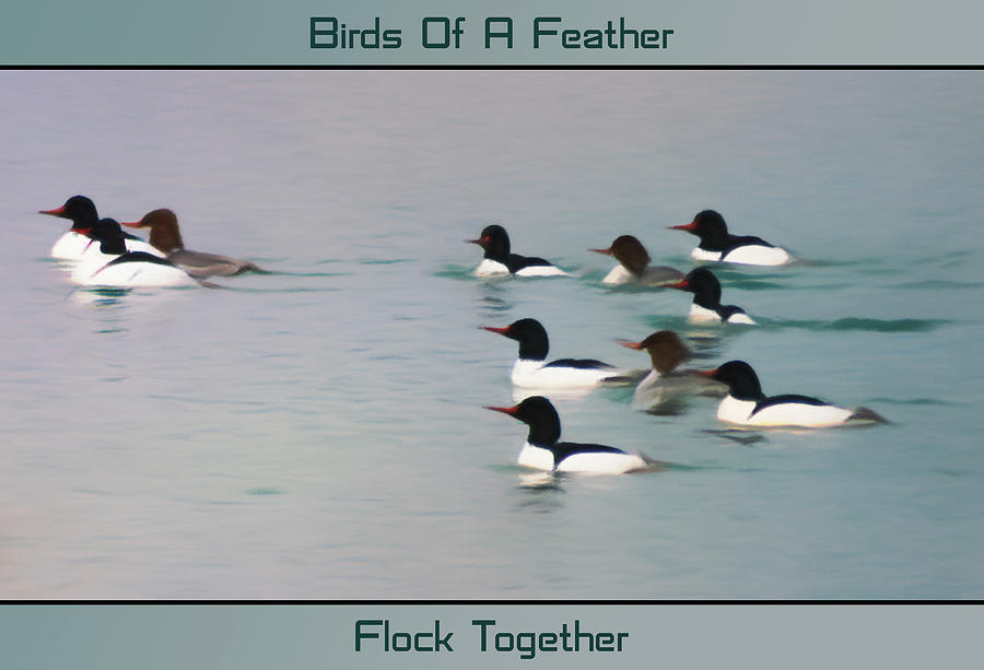 Common Merganser - Birds Of A Feather - Words Digital Art by Leslie Montgomery