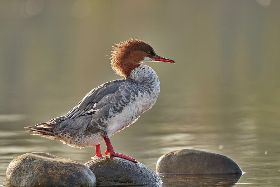 Common Merganser by Doug Herr Common Merganser by Doug Herr
