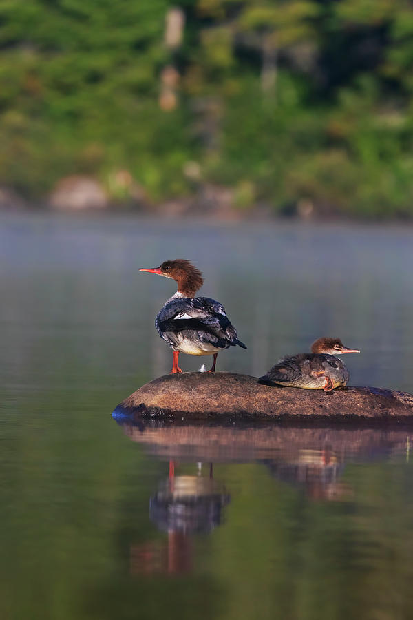 Common Merganser reflection Photograph by Mircea Costina Photography