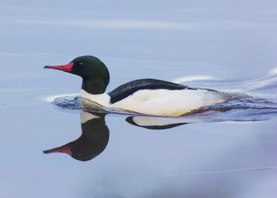 Common Merganser swimming in winter water Photograph by Judit Dombovari ...