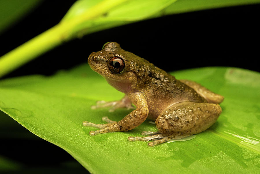 Common Mist Frog Sitting On A Leaf At Night, Australia Photograph by ...