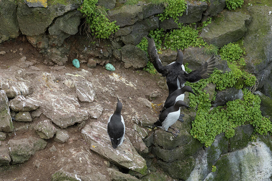 Common Murre / Guillemot Four In Breeding Colony, Eggs Photograph by ...