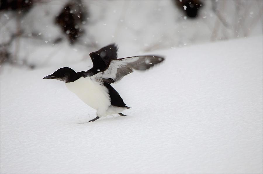 Common Murre Photograph by Jewels Hamrick