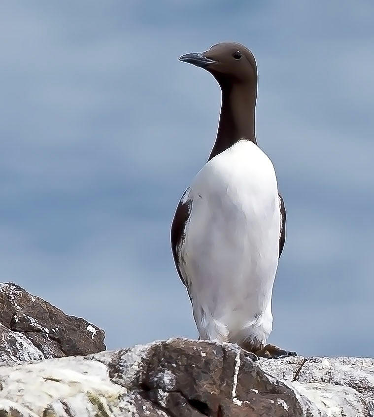 Common murre captured in Isle of May, Scotland Photograph by Tommy ...