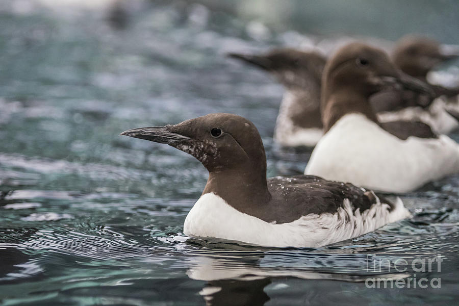 Common Murres Photograph by Eva Lechner