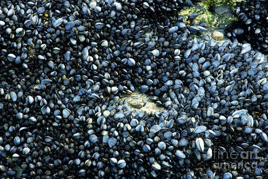 Common Mussels Photograph by Dr Keith Wheeler/science Photo Library