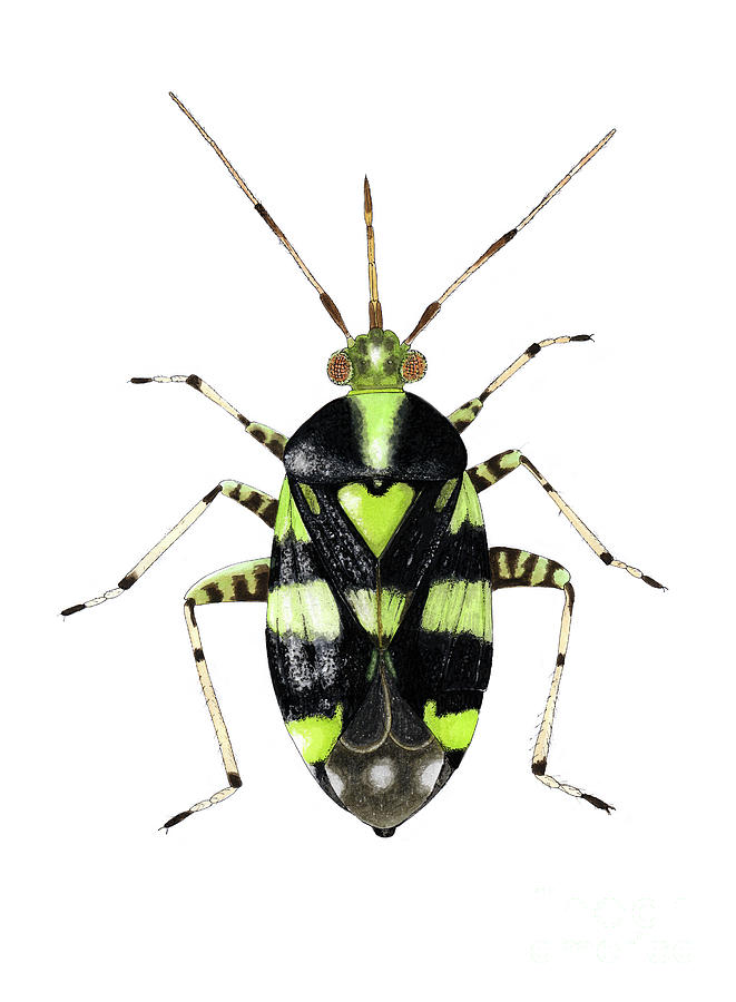 Common Nettle Capsid Bug Photograph by Science Photo Library Common Nettle Capsid Bug Photograph by Science Photo Library