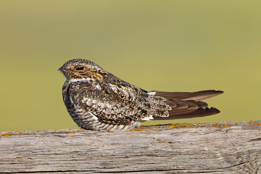 Common Nighthawk Photograph by James Zipp