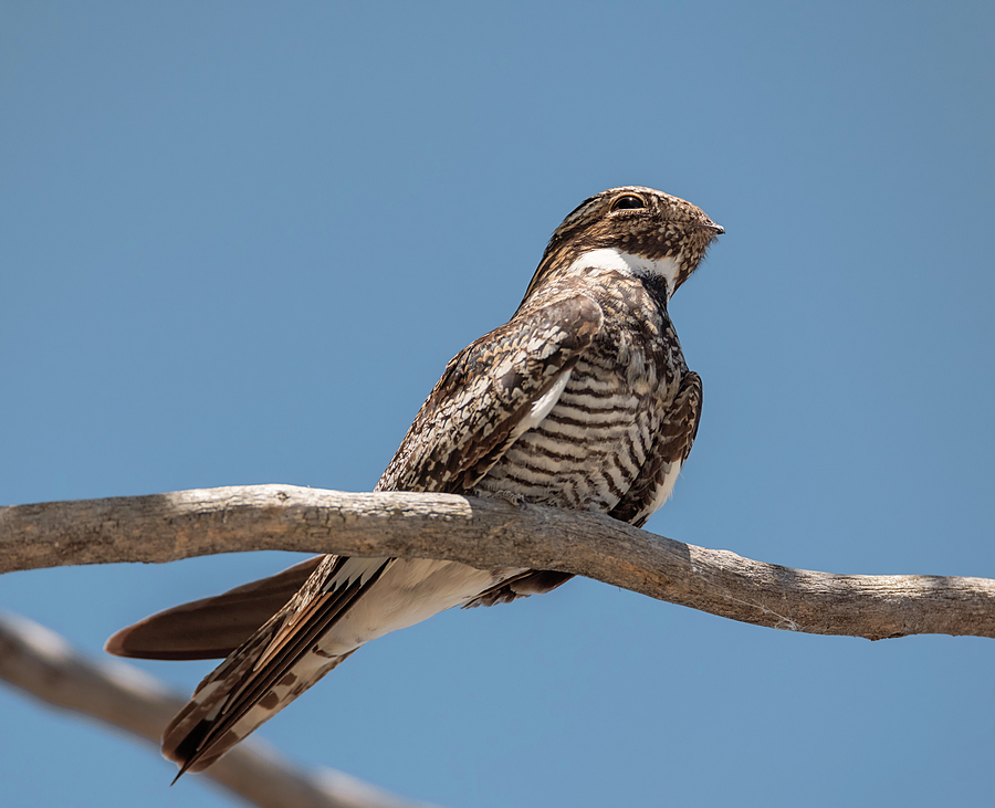 Common Nighthawk Perched Photograph by Loree Johnson