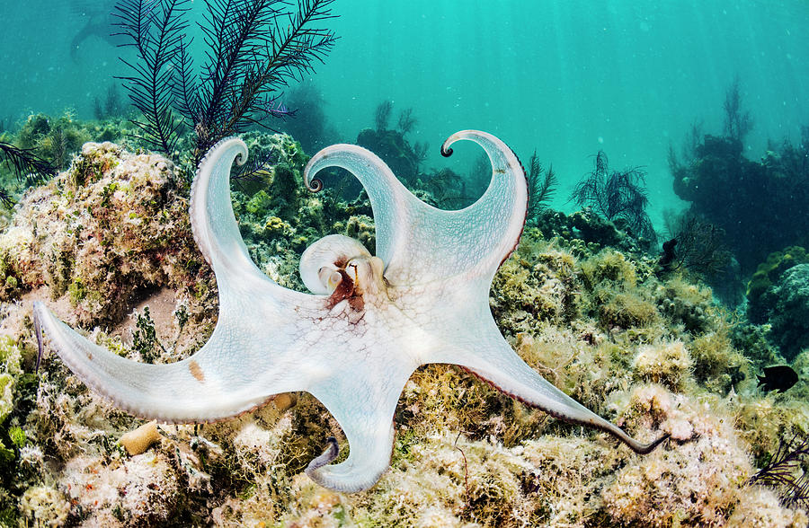 Common Octopus Hunting On A Reef, Eleuthera Island, Bahamas Photograph ...