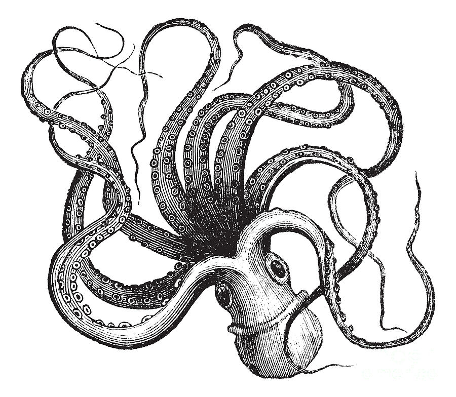 Engraving Digital Art - Common Octopus Octopus Vulgaris by Morphart Creation