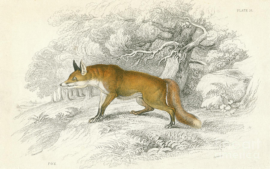 Common Or Red Fox Vulpes Vulpes, 1828 Drawing by Print Collector