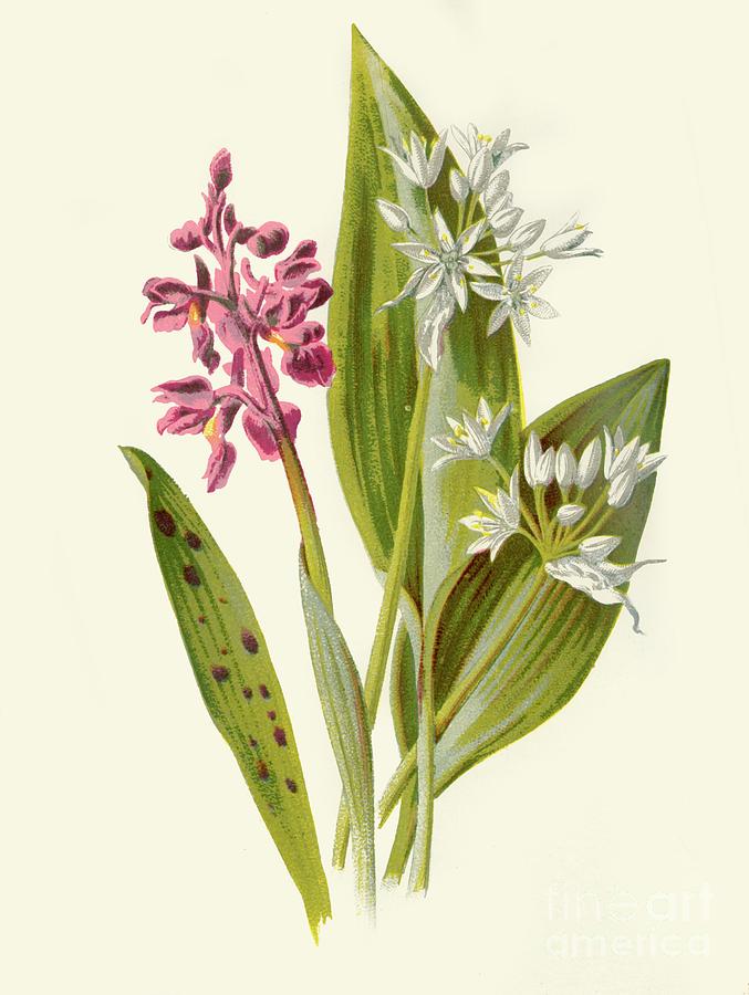 Common Orchis And Broad-leafed Garlic Drawing by Print Collector