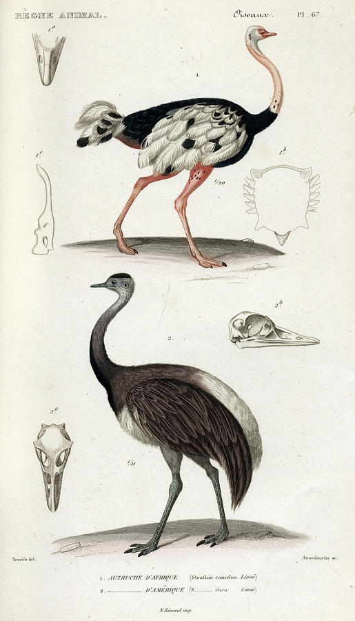 Common ostrich Painting by Georges Cuvier - Fine Art America