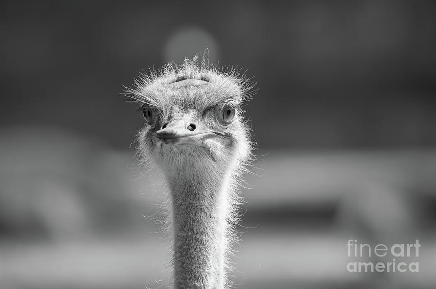 Ostrich Photograph - Common Ostrich Portrait by Eva Lechner