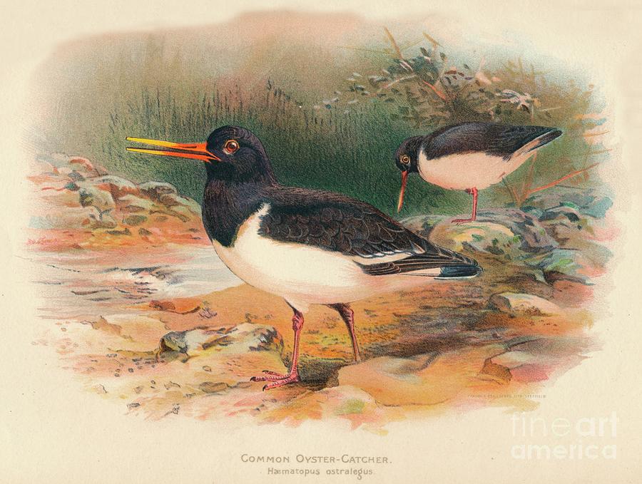 Common Oyster-catcher Haematopus Drawing by Print Collector