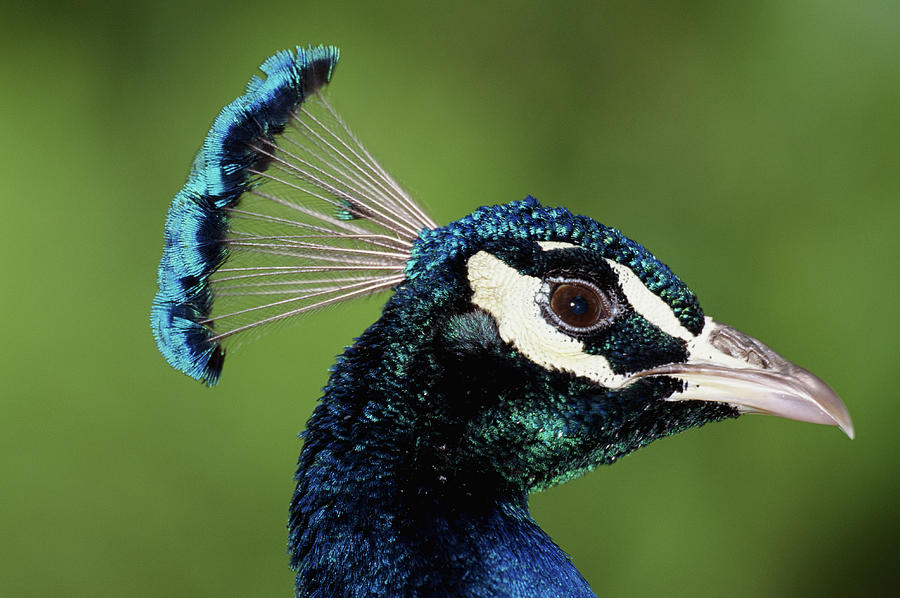 Common Peafowl Pavo Cristatus, India Photograph by Art Wolfe