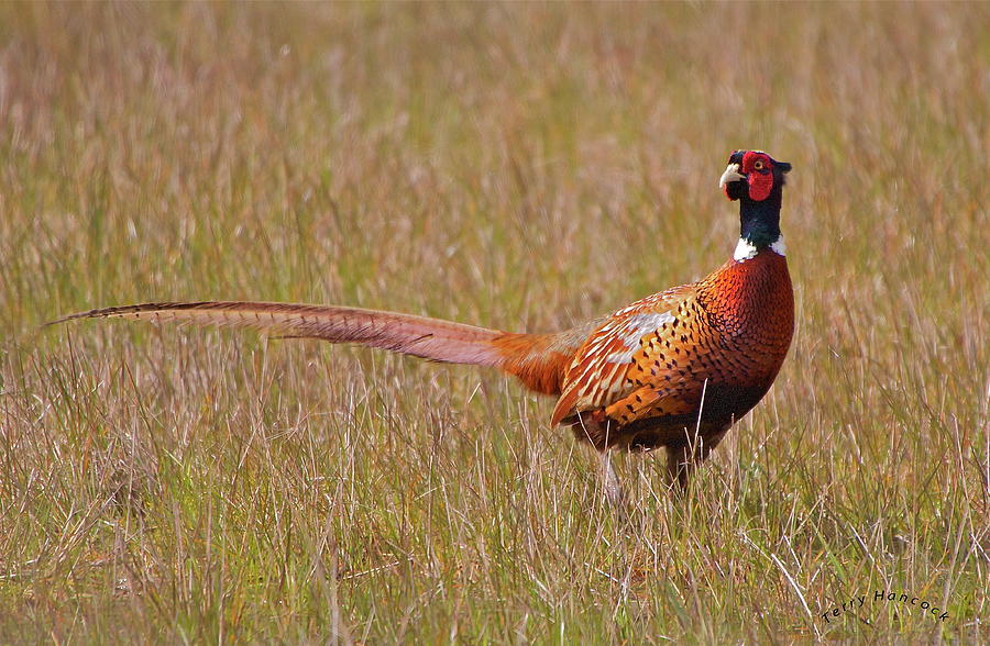 Common Pheasant Photograph by Natures Wonders